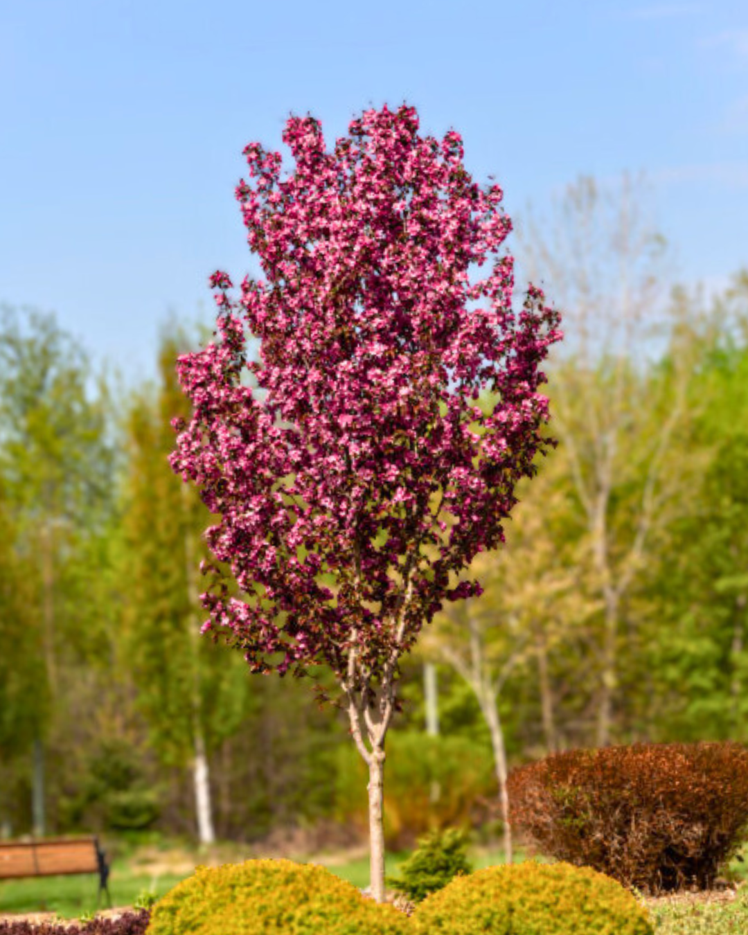 Gladiator Crabapple in bloom with upright narrow branching and dark pink blooms